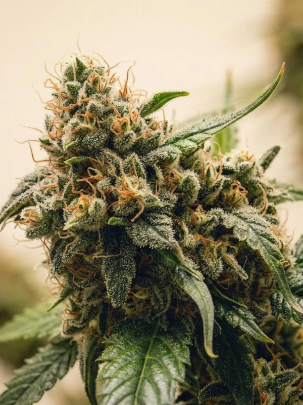 Producto - Diesel x3 - ADN Seeds