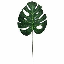 Producto - Vara de hoja MONSTERA