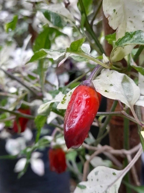 Producto - 15 Semillas De Pimiento Ají Ornamental Jigsaw Variegado - 4