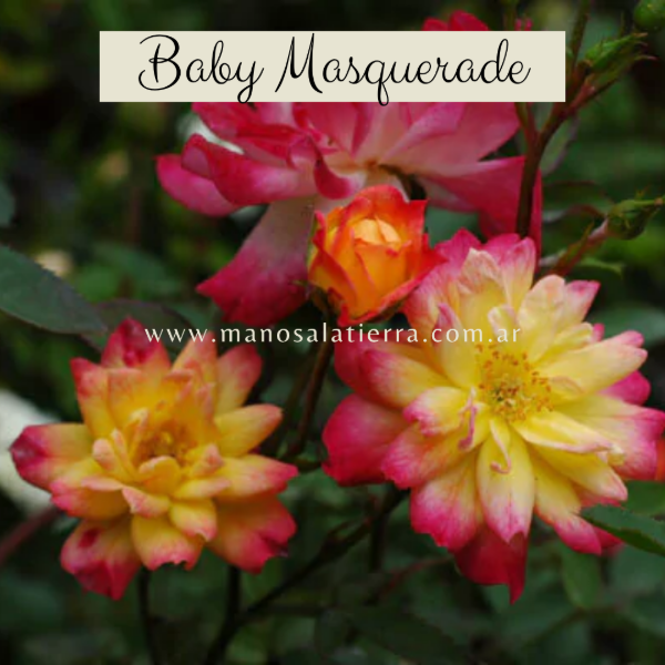 Producto - Rosal Baby Masquerade