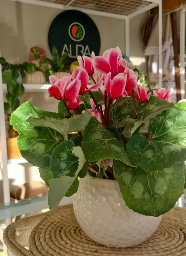 Producto - ALBA LISTA en Maceta de Ceramica Bocha Violeta de los alpes