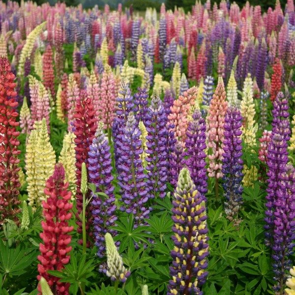 Producto - Semillas De Lupinos Russell