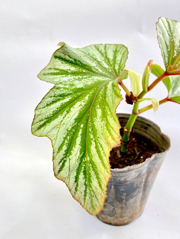 Miniatura de producto - 6