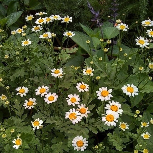 Producto - Fever few - flor simple - Tanacetum parthenium