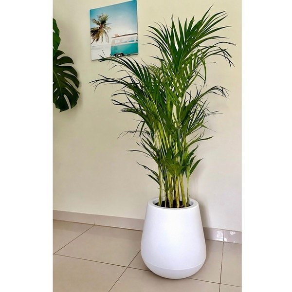 Producto - Palmera Areca L - 0