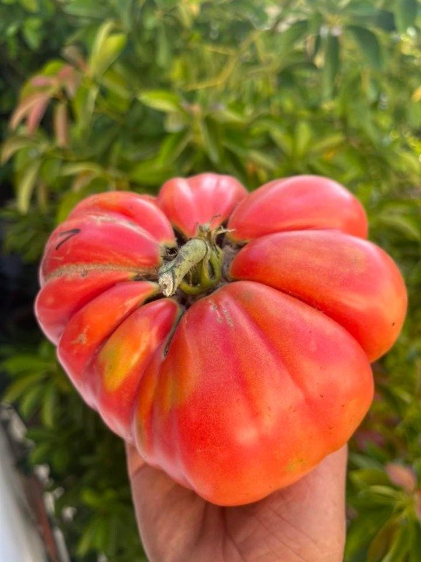 Producto - SEMILLAS DE TOMATE GIGANTE RUSO VIKINGO