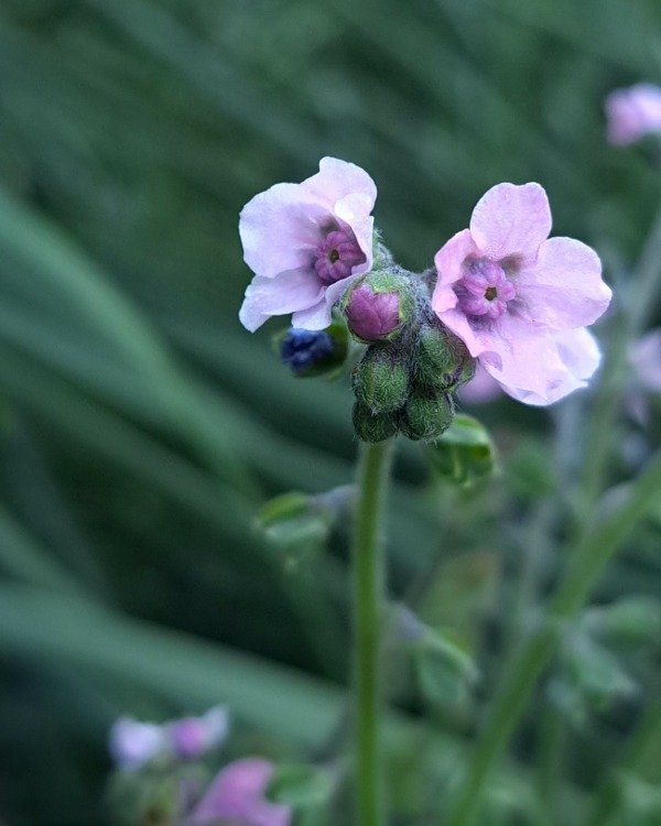 Producto - No me olvides rosada