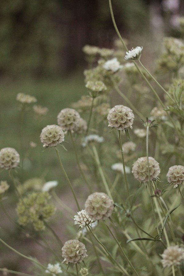 Producto - Lomelosia stellata "Starflower"