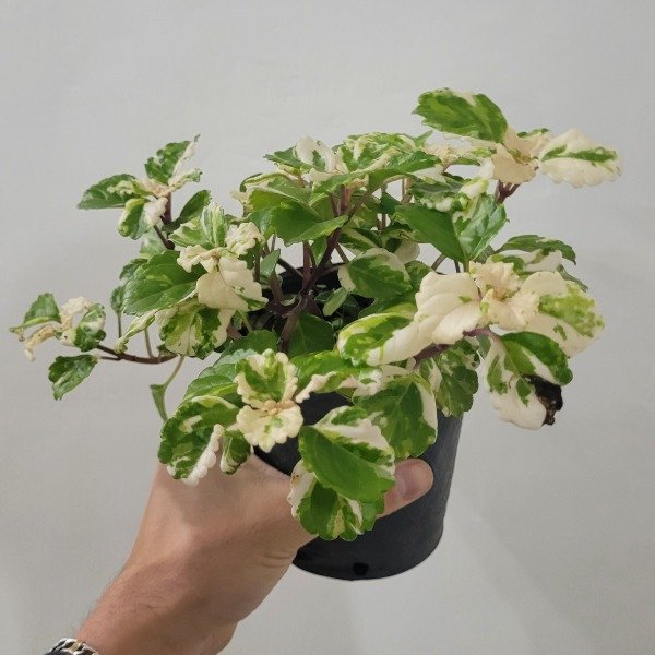 Producto - Dolar variegado