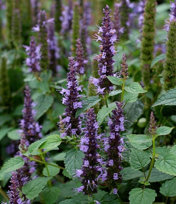 Producto - Agastache rugosa