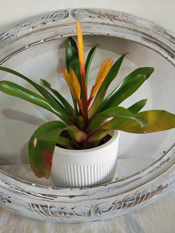 Producto - BROMELIA  VRIESEA