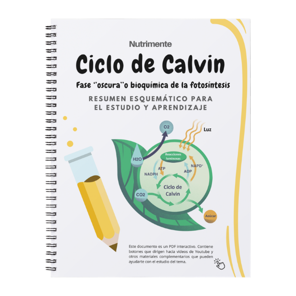 Producto - Guía Ciclo de Calvin