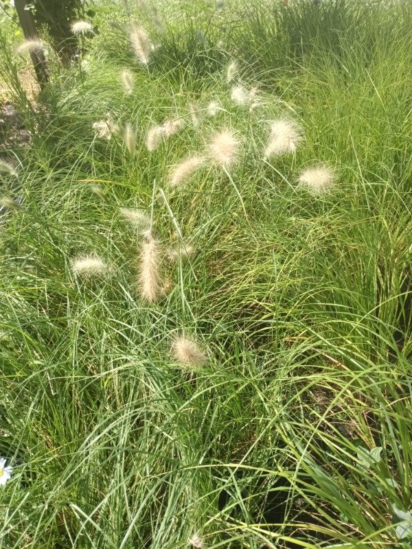 Producto - Pennisetum - 9