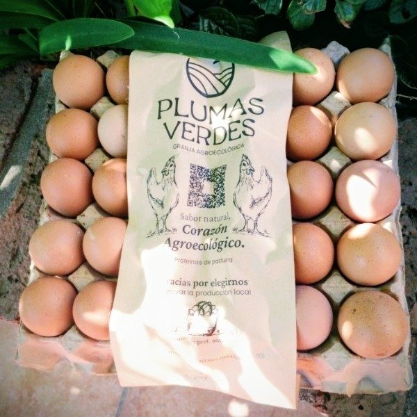 Producto - Huevos de campo de gallinas libres de jaula Plumas Verdes