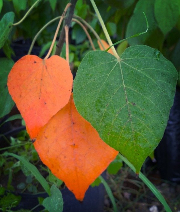 Producto - Planta Sangre de Drago