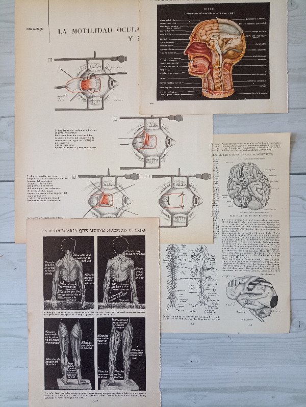 Producto - Imágenes de anatomía humana - 30 unidades