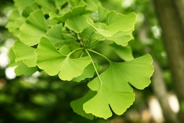 Producto - Ginkgo Biloba Hojas Secas 200g - 4