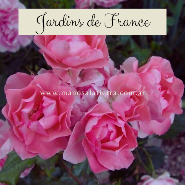 Producto - Rosal Jardins de France