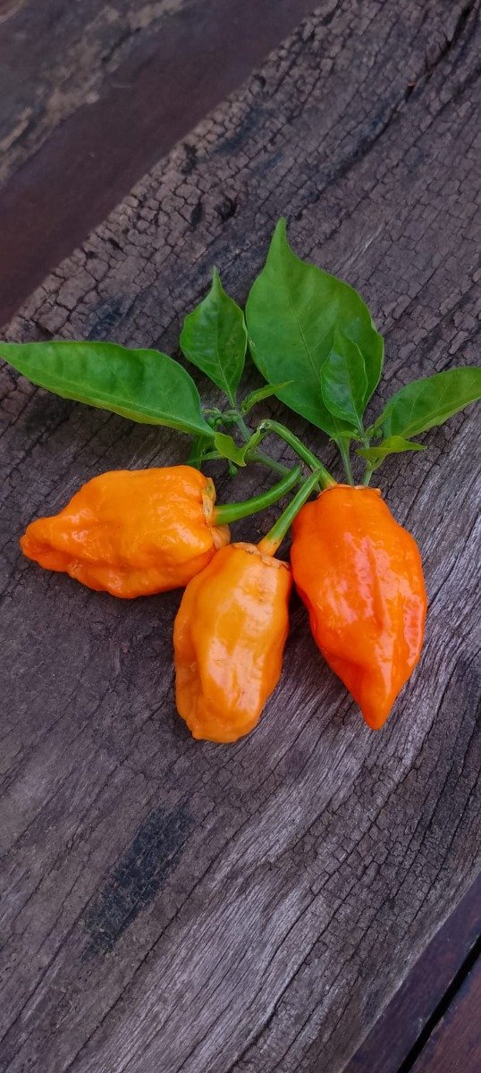 Producto - Semillas de ají super picante pumpkin BBG7