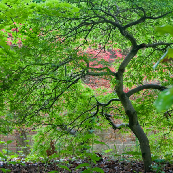 Producto - Acer palmatum verde