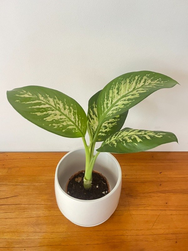 Producto - Tropical Chica