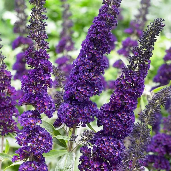 Producto - Buddleja davidii violeta