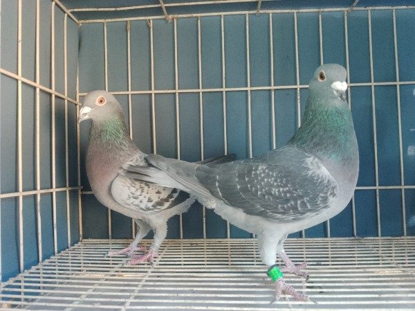 Producto - PALOMAR EL GUARNA CASAL 10