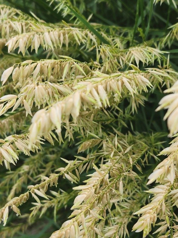Producto - CORTADERITA (Melica macra) - 2