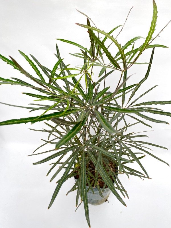 Producto - Aralia en maceta de 3 LT