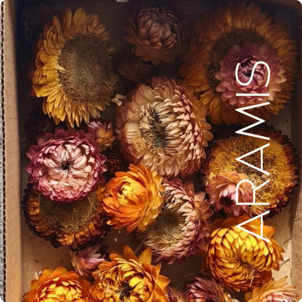 Producto - BOX Siemprevivas sin tallos