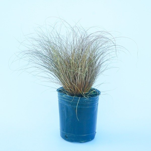 Producto - Carex Comans Bronze