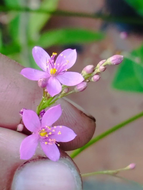 Producto - Talinum paniculatum