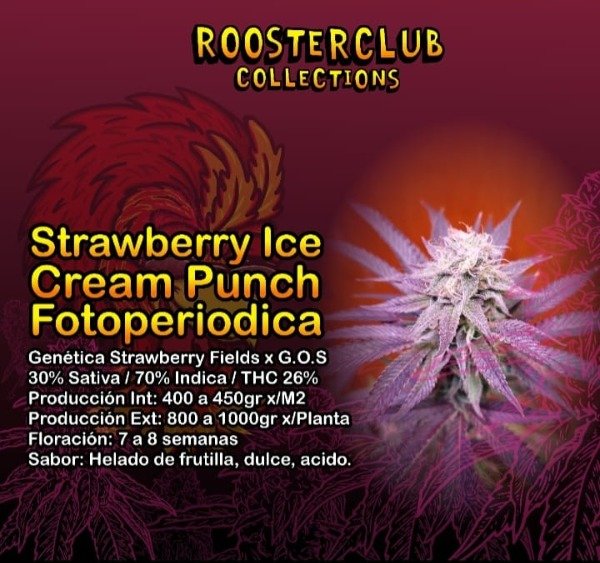 Producto - Rooster Club Strawberry Ice Cream Punch Fotoperiódica x4