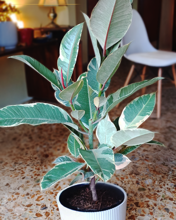 Producto - Gomero Variegado