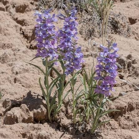 Producto - 30 semillas Penstemon angustifolius