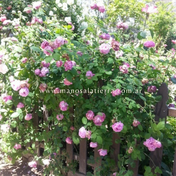 Producto - Rosal Baronne Prévost - 5