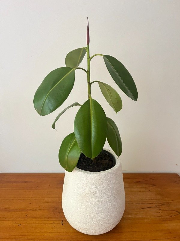 Producto - Gomero Verde