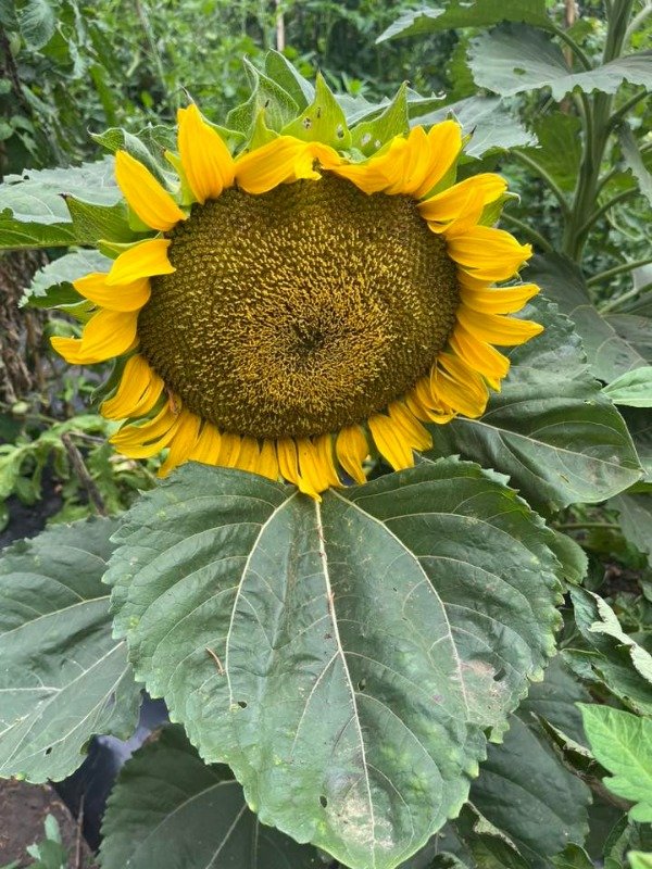 Producto - SEMILLAS DE GIRASOL ENANO SUNSPOT FLOR GIGANTE