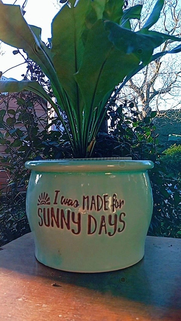 Producto - Maceta con planta