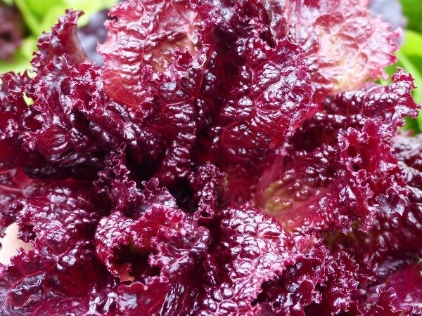 Producto - 2500 SEMILLAS DE LECHUGA FLAME MORADA CRESPA 5gr IMPORTADA PREMIUM