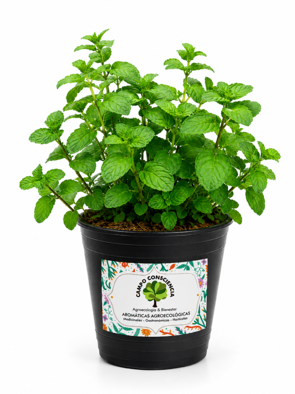 Producto - Plantín de Menta - Maceta M12