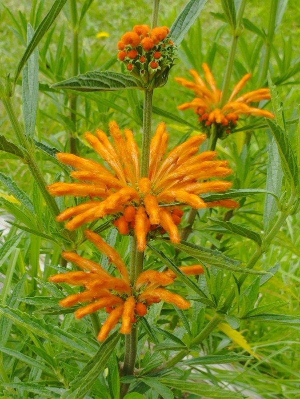 Producto - Leonotis leonurus - 1