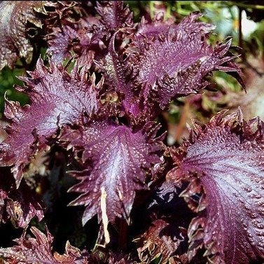 Producto - Shiso morado