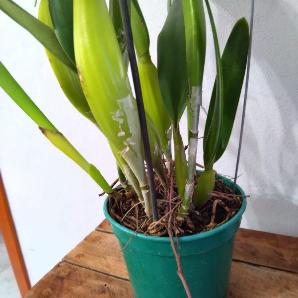 Producto - Laelia Purpurata Roxo-Violeta - 1