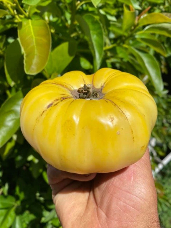 Producto - 150 SEMILLAS DE TOMATE BLANCO WHITE QUEEN HEIRLOOM
