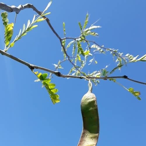 Producto - Acacia Negra (Gleditsia)