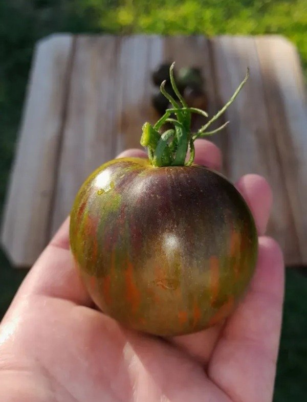 Producto - 15 Semillas de Tomate Cosmic Elipse