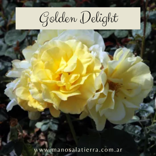 Producto - Rosal Golden Delight