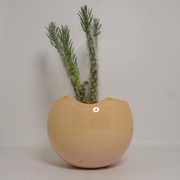 Producto - Germina rosa - Maceta