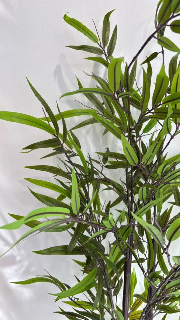 Producto - Planta Bambú
